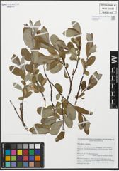 Foto von Salix glauca L. x Salix hastata L.